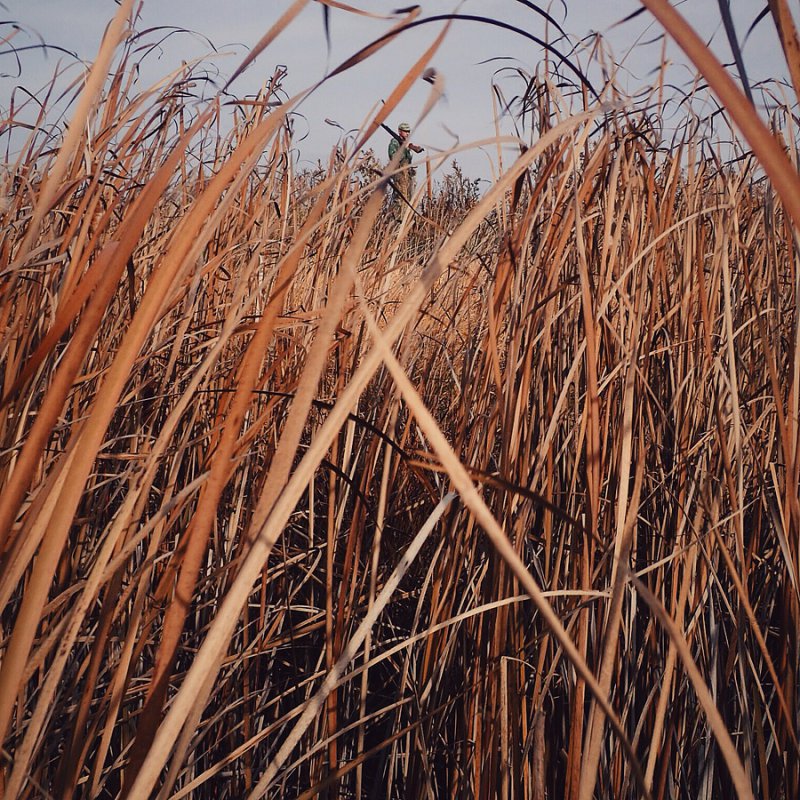 Охота глазами утки