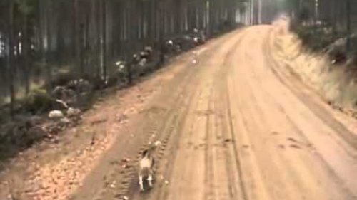 Заяц нападает на собаку