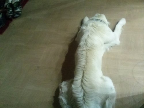 Устал после охоты :)