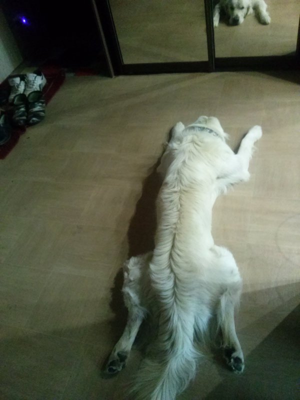 Устал после охоты :)