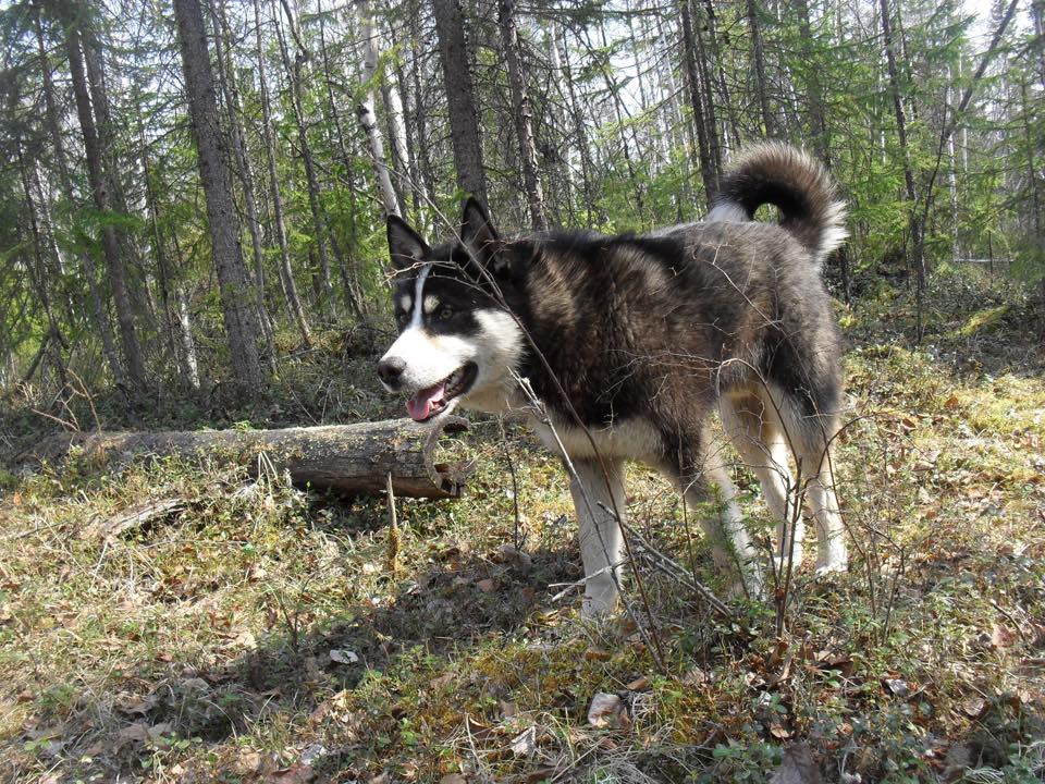 Лайка Якутии