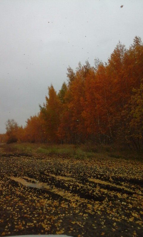 листопад