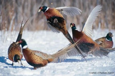 8 петухов