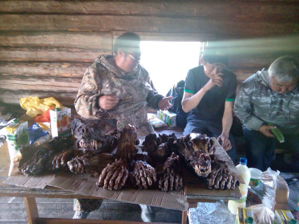 Подготовка к "чалбаран" - празднику добычи медведя