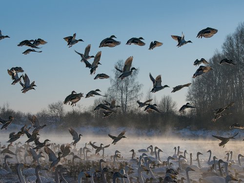 Разбор полетов (Алтай)