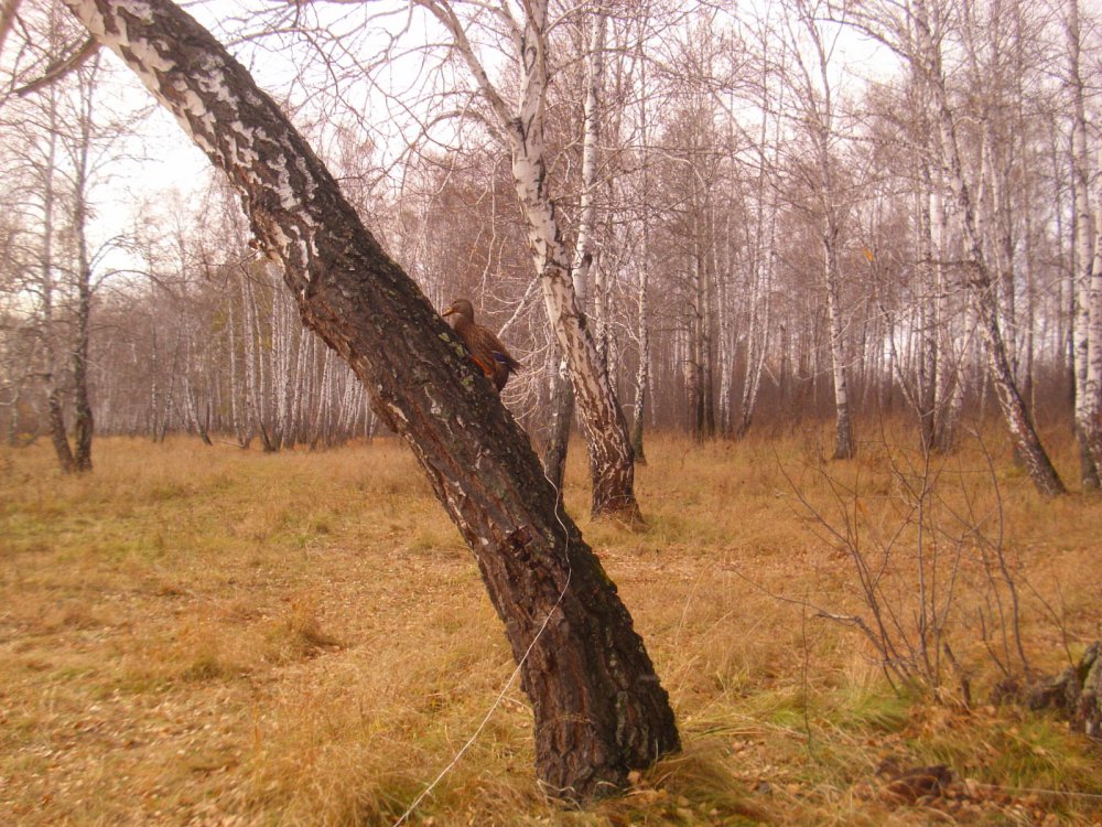 утка на посту