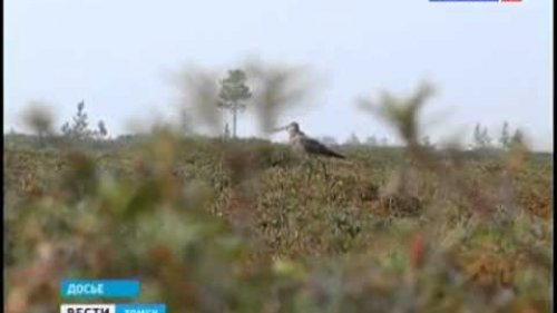 Васюганские болота станут заповедником