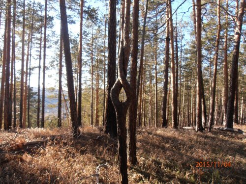 Сосенка интересной формы