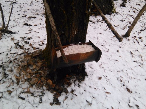 Солонец