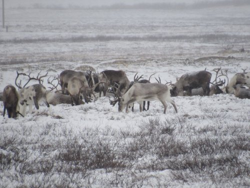 Олени "Воркутинские"