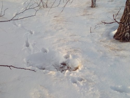 Лежка