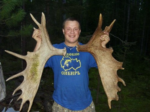 рога лося