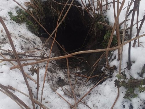 Корсак занял нору барсука