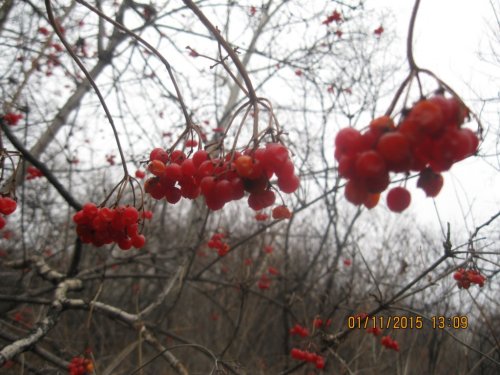 Калина