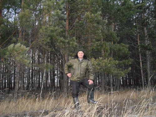 Лесные культуры,посаженные 26 лет назад.