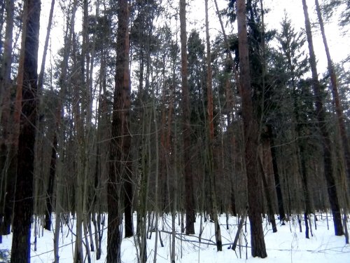 Ноябрьская оттепель в лесу.