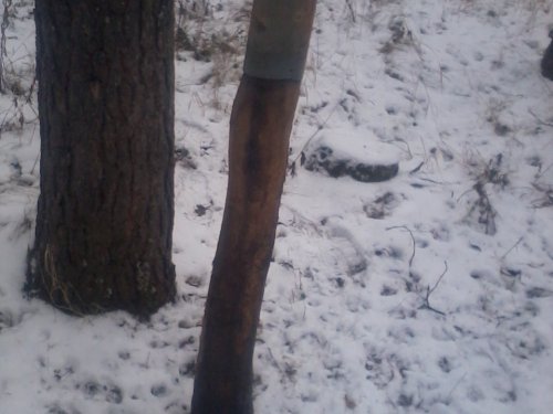 Солонец.