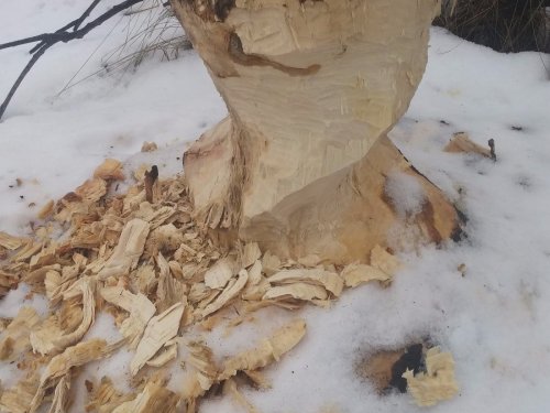 Бобрик на зиму лес готовит)
