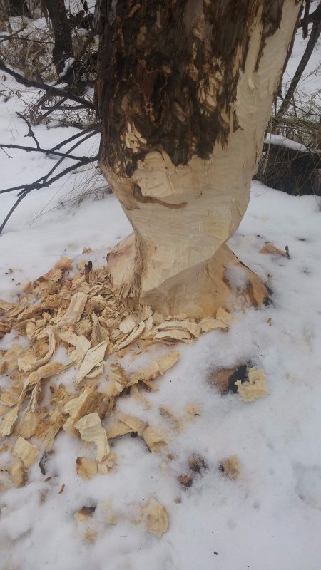 Бобрик на зиму лес готовит)