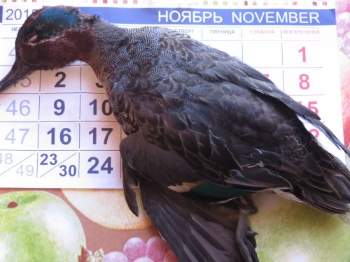 Ноябрьский