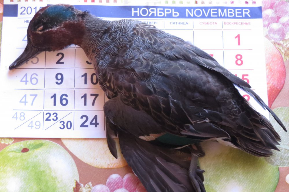 Ноябрьский