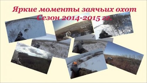 Яркие моменты заячьих охот 2014-2015 гг.
