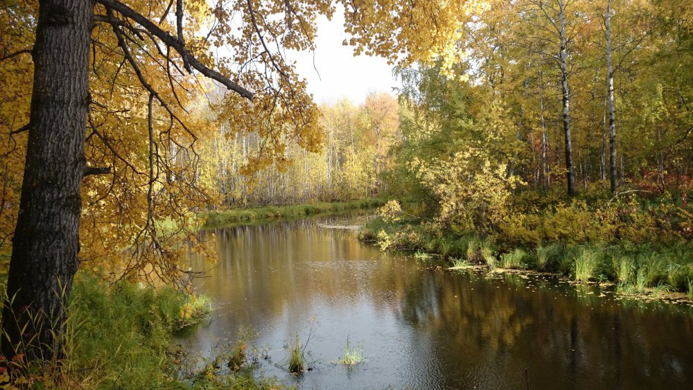 "золотая осень"
