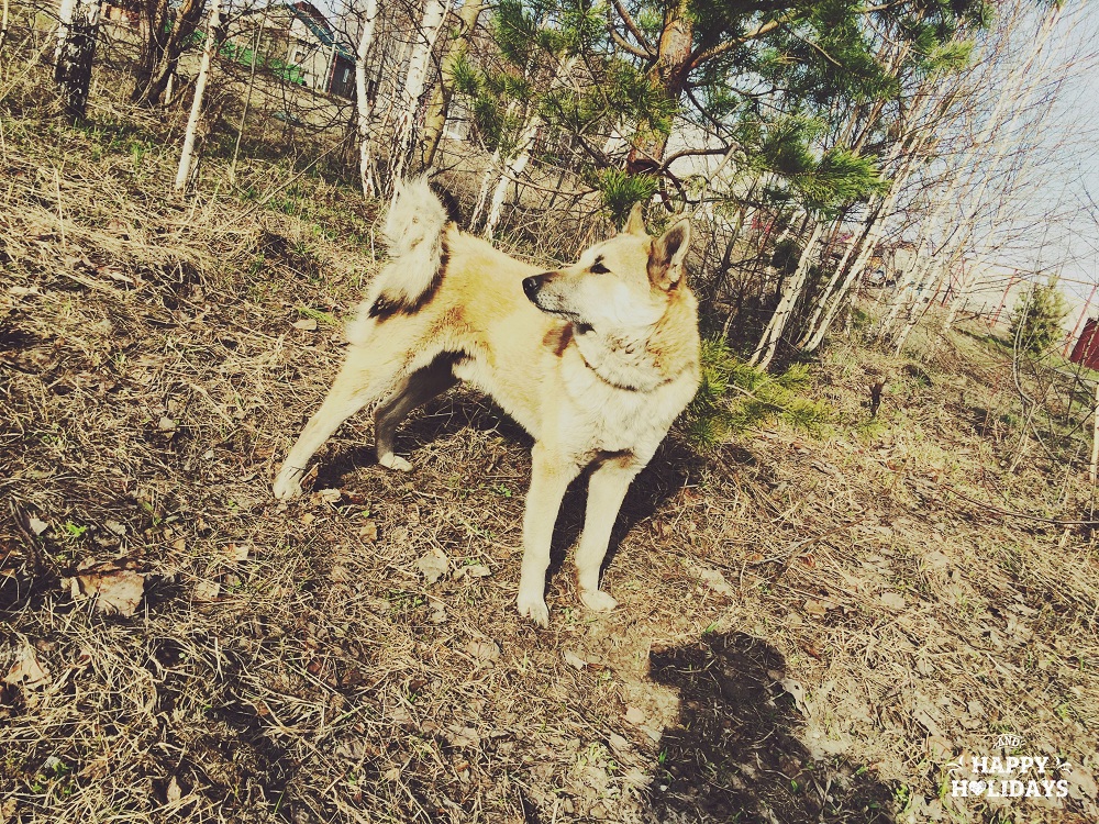 Хан