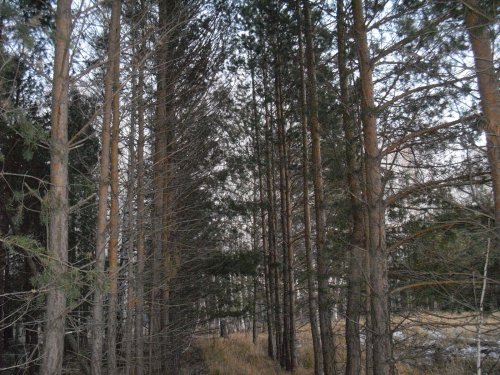 Спасение для диких зверей наши посадки.