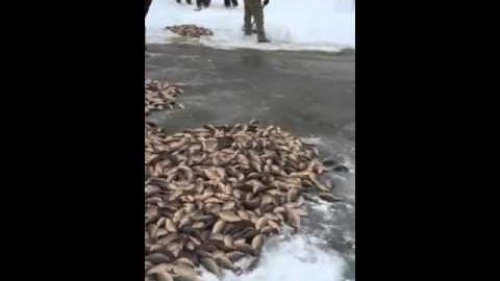 Подледный лов карася - мунгха