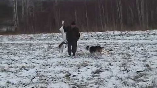 Охота с эстонскими гончими
