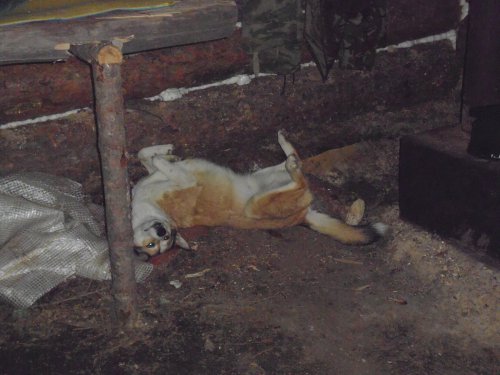 После удачной охоты.