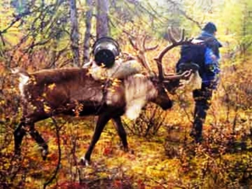 Оленевод
