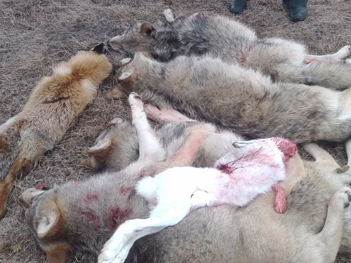 все с одного загона