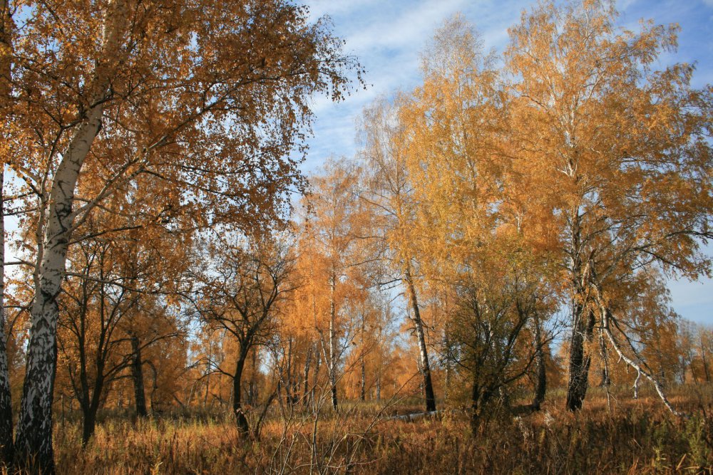 Где-то там тетерева...