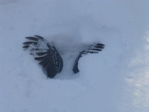 Фото с охоты.