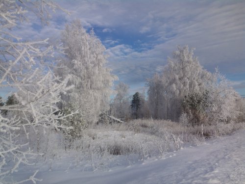 Утро в лесу