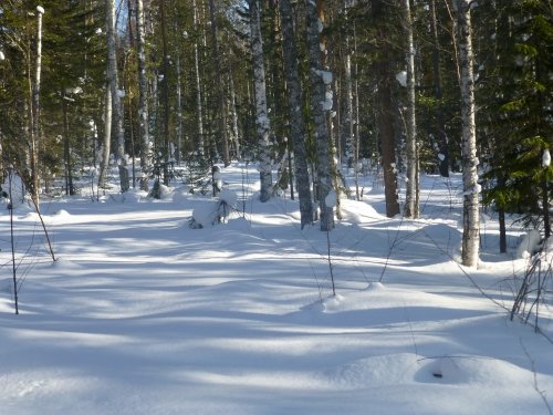 Тайга.