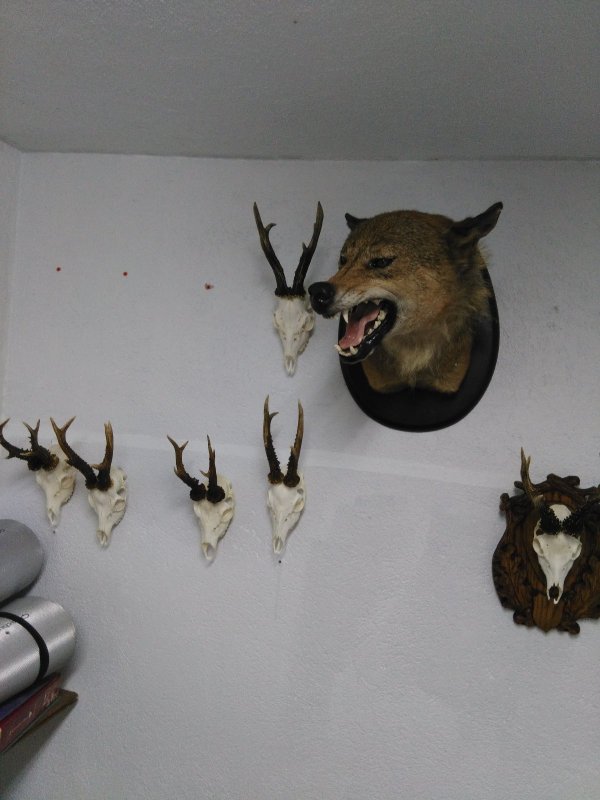 Волк