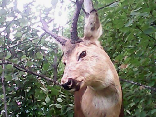 козлик