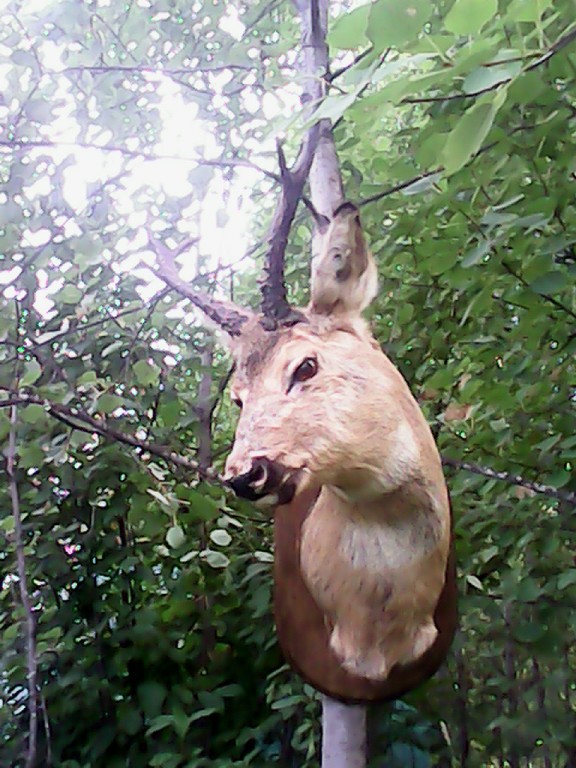 козлик