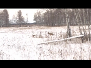 Трасса косули