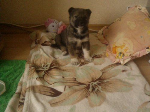 Шенок.