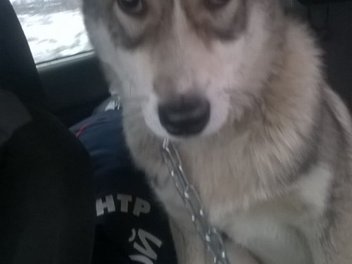 лайка