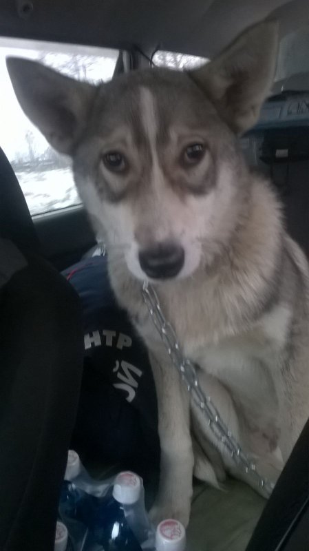 лайка