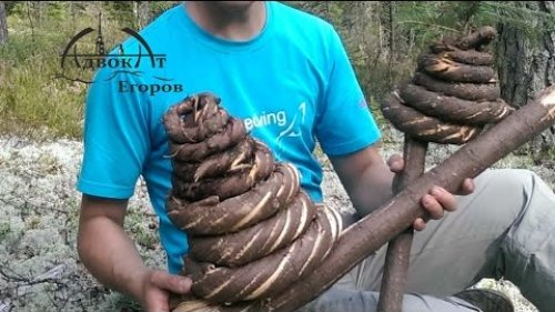 Веревка / канат из елки  wooden rope primitive technology