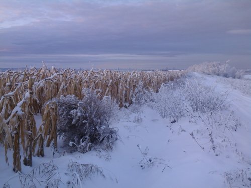 Кукуруза
