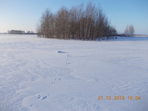 и заяц