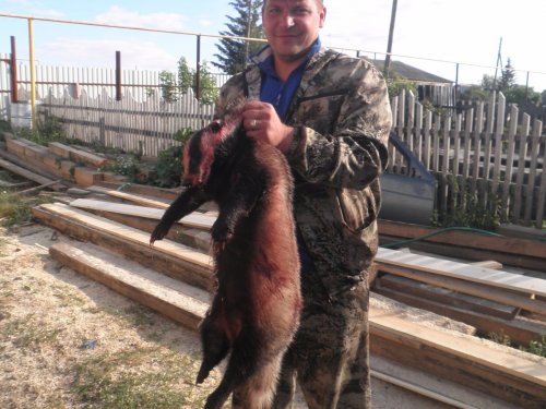 Барсук