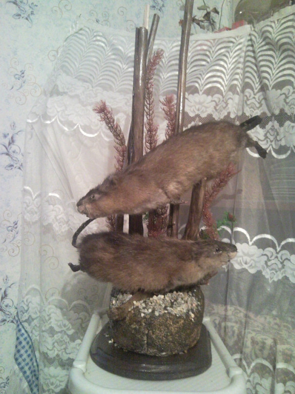 ондатра